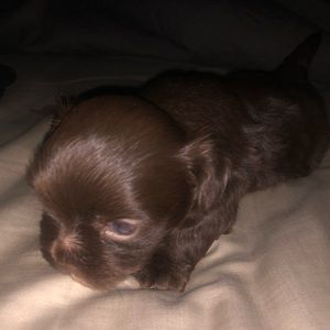 Meet your Posher, Mora